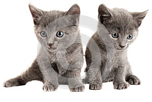 Blue eyed grey kittens on white