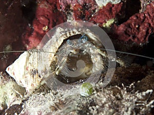 Blue-eyed hairy hermit crab