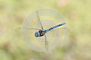 The blue-eyed hawker (Aeshna affinis) male flying in natural habitat