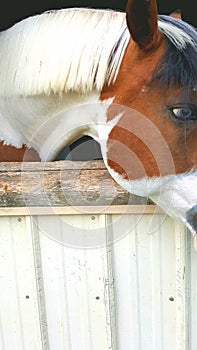 Blue Eyed Horse