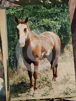 The Blue Eyed Horse