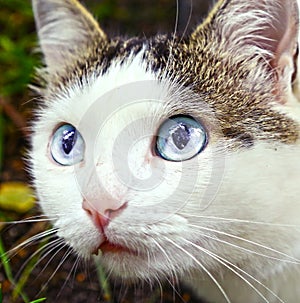 Blue eyed hunting tom cat close up photo