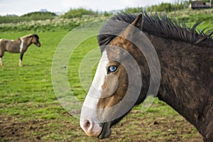 Blue eyed icelandic horse