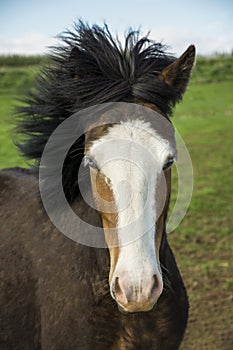 Blue eyed icelandic horse