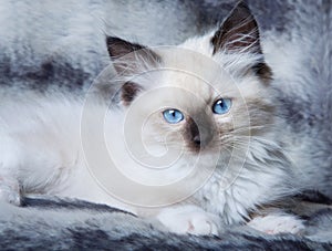 Blue eyed kitten