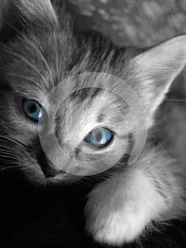 Modrý mačiatko 