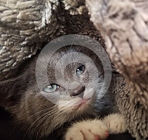 Blue eyed kitten in a cozy blanket