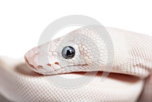 Blue Eyed Leucistic Python Regius, isolated on white