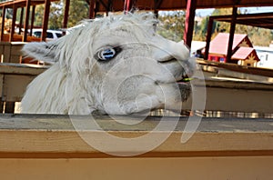 Blue eyed llama photo