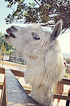 Blue eyed llama photo