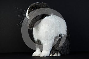 Blue Eyed Lop-Eared Bunny Side Profile