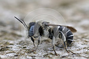 Blue-eyed male spined mason bee (Osmia spinulosa in Gard, France