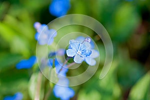 Blue-eyed-Mary