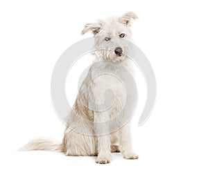 Blue eyed Mongrel, Husky crossed with Pyrenean Sheepdog, sitting and looking at the camera isolated on white