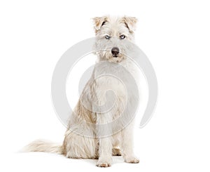 Blue eyed Mongrel, Husky crossed with Pyrenean Sheepdog, sitting and looking at the camera isolated on white