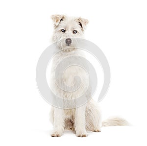 Blue eyed Mongrel, Husky crossed with Pyrenean Sheepdog, sitting and looking at the camera isolated on white