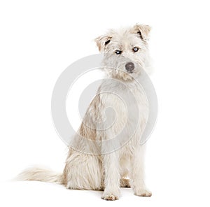 Blue eyed Mongrel, Husky crossed with Pyrenean Sheepdog, sitting and looking at the camera isolated on white