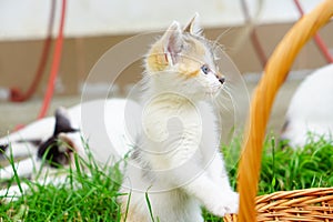 Blue eyed observant kitten in natural environment