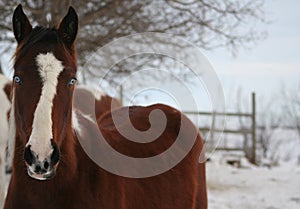 Blue-Eyed Pinto