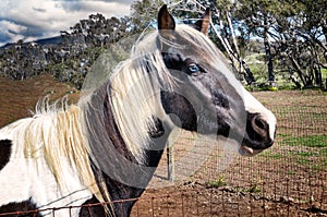 Blue eyed pinto brown and white horse; head portrait.