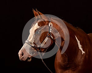 Blue-eyed pinto chessnut horse looking away