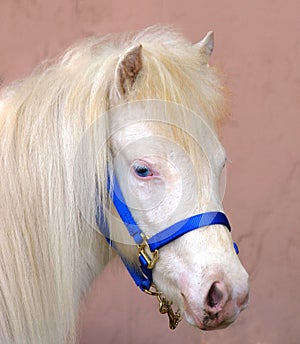 Blue Eyed Pony