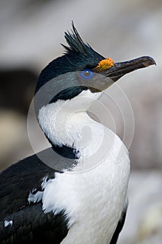 Blue-eyed Portrait