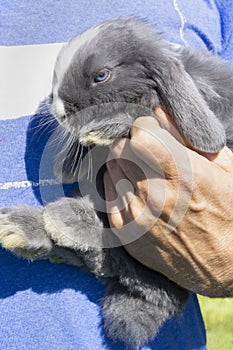 Blue eyed rabbit with white and gray fur