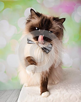 Blue Eyed Ragdoll Breed Cat Close Up Face Wearing Bow Tie