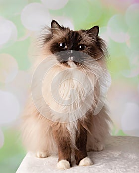 Blue Eyed Ragdoll Breed Cat Sitting Down Wide Eyes