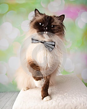 Blue Eyed Ragdoll Breed Cat Sitting with Paw Up Wearing Bow Tie