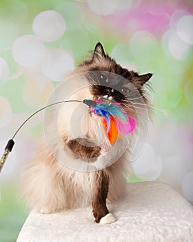Blue Eyed Ragdoll Breed Cat Sitting Playing and Biting Feather Toy