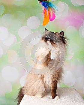 Blue Eyed Ragdoll Breed Cat Sitting Playing with Feather Toy Looking Up