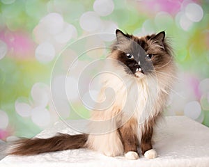 Blue Eyed Ragdoll Breed Cat Sitting with Tail