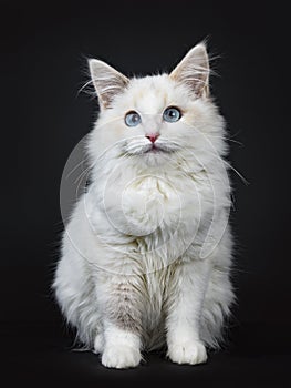 Blue eyed ragdoll cat / kitten sitting isolated on black background looking at the lens