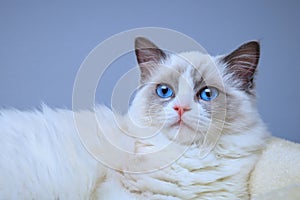 A blue-eyed Ragdoll kitten lying on a bed