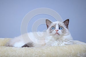 A blue-eyed Ragdoll kitten lying on a bed