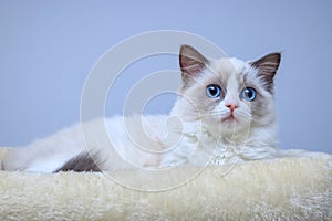 A blue-eyed Ragdoll kitten sitting on a bed