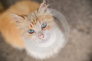 Blue-eyed red-and-white with a lifeless cat on the street