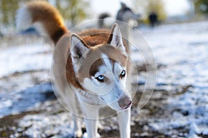 Blue-eyed redhead Huskies incredulous looks