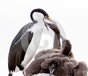 Blue Eyed Shag Feeding Chicks