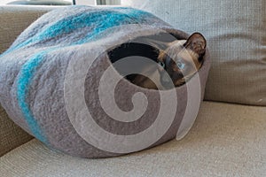 Blue Eyed Siamese Cat in Cat Cave