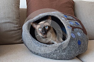 Blue Eyed Siamese Cat in Cat Cave