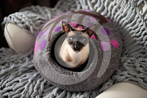 Blue Eyed Siamese Cat in Cat Cave