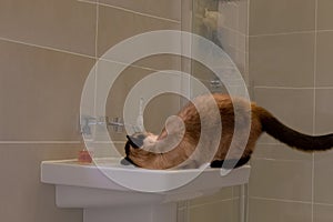 Blue-eyed siamese cat drinking water from tap in the washbasin