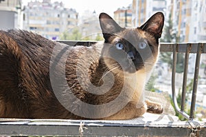 Blue eyed siamese cat lying on the balcony with city skyline in the background