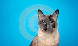 blue eyed siamese cat portrait looking serious on blue background