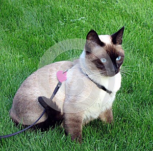 Blue-eyed Siamese Cat sitting in the green grass