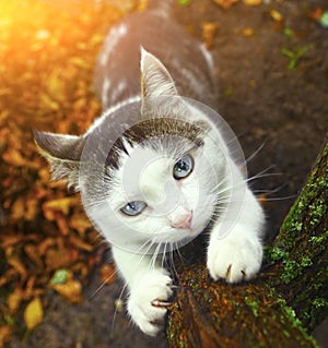 Blue eyed siberian cat sharpen its claws