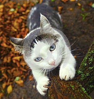 Blue eyed siberian cat sharpen its claws